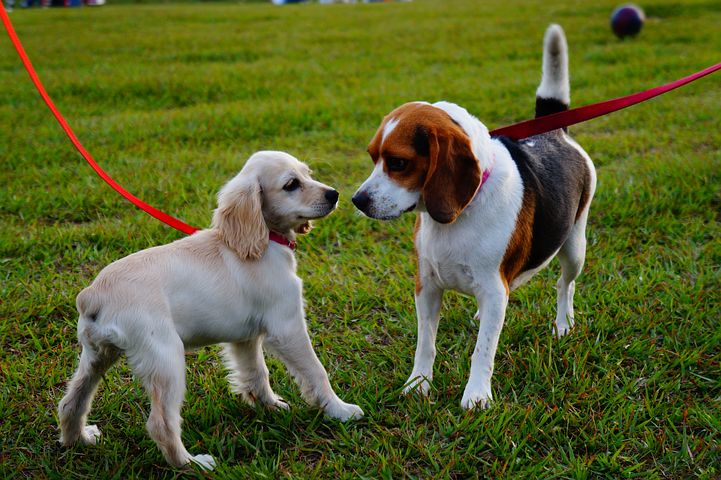 犬のしつけ方教室初級編 ２０１８年１１月２５日 日 Simokuベースキャンプで開催